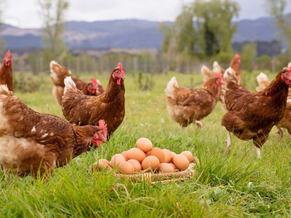 Organic Egg Farming